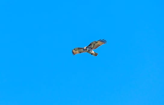 A Rough Legged Hawk Hovering in the Wind at Point Reyes National Seashore in California