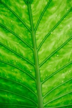 Closeup of green leaf with water drops top view. Nature and ecology background. Go green concept.
