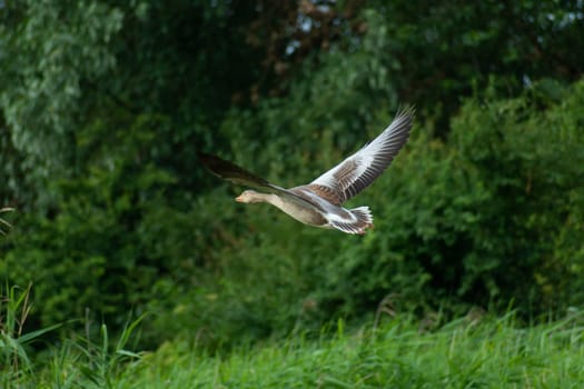 Flying greylag goose against the background of green trees, summer view