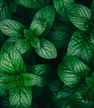 Green mint leaves pattern layout design. Ecology natural creative concept. Top view nature background with spearmint herbs.