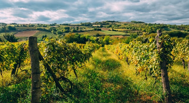 Vineyard region landscape in summer. Countryside with grape vines growing. Traditional winery and wine farm industry background.