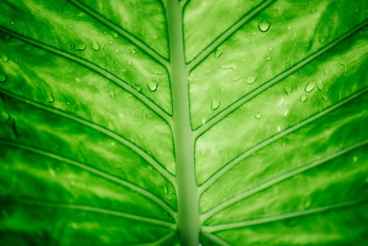 Closeup of green leaf with water drops top view. Nature and ecology background. Go green concept.