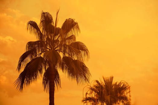 Palm tree on exotic tropical island beach with orange sky at sunset. Summer holiday, beach party and travel background design with retro filter.