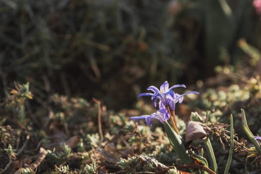 Blue flowers in the garden with dark background, spring view