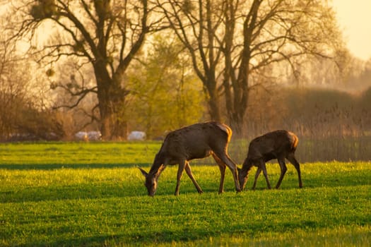 A doe with her young grazing on a meadow, spring view