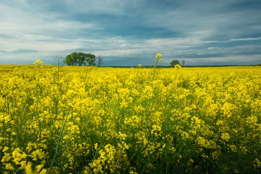 Evening sky over a yellow rape field, spring view