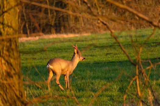 Roe deer shedding its antler skin, spring evening