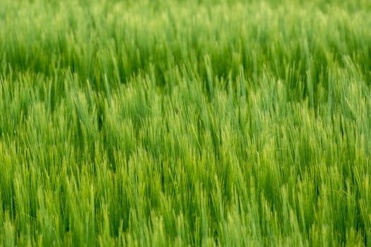 Green dense ears of barley, cereal background, close up