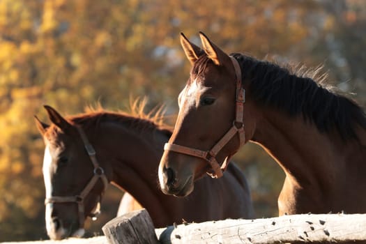 Mares in the pasture on a sunny morning.