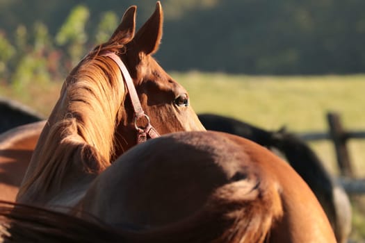 Mare in the pasture on a sunny morning.