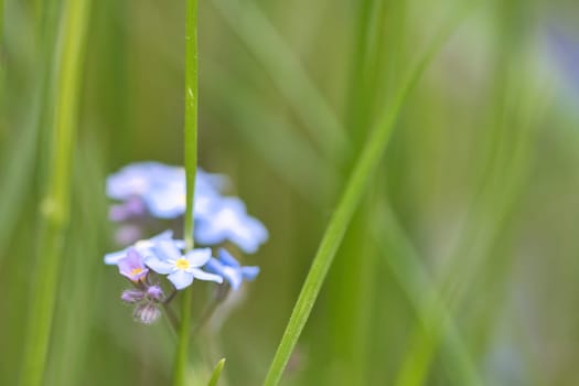Blue petals of a flower isolated in green grass shown. Natural meadow with flowers. Landscape shot from nature