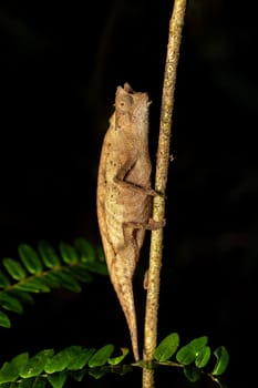 Brown leaf chameleon or stump-tailed chameleon (Brookesia superciliaris) is a small endemic chameleon, Andasibe-Mantadia National Park, Madagascar wildlife animal.