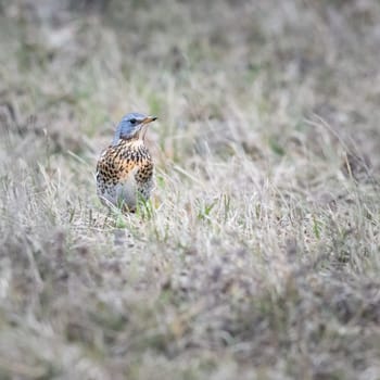 Fieldfare (Turdus pilaris) in a biotope in a meadow