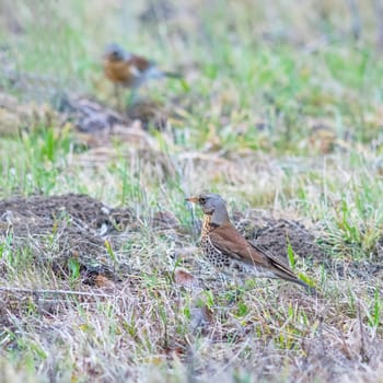 Fieldfare (Turdus pilaris) in a biotope in a meadow