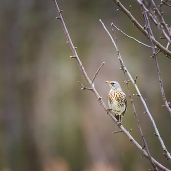 Song trush turdus philomelos perched on a branch