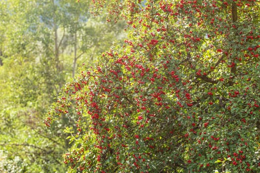Midland hawthorn (Crataegus laevigata) tree with red berries, sun shining in background.
