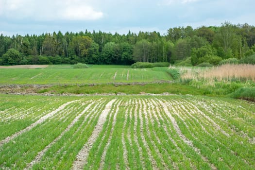 Green small seedlings of grain planted in rows in the field in front of the forest, spring field work