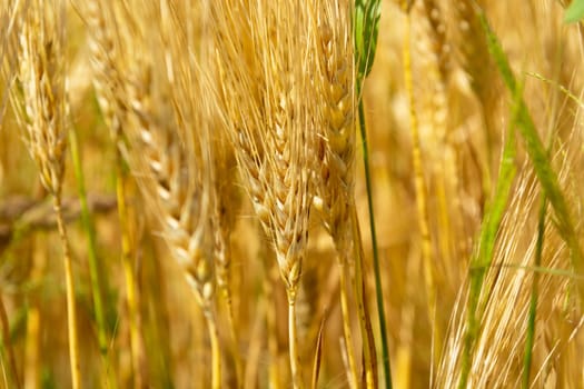 Golden ears of grain in a thicket, summer view