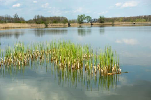 Green grass growing in the lake water, spring landscape