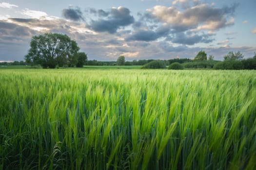Green barley field and the evening cloudy sky