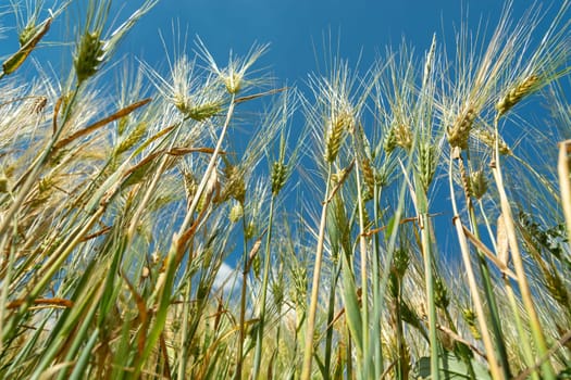 View of grain from below against the sky, sunny summer day