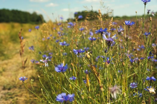 Lots of cornflower flowers in the meadow, summer view