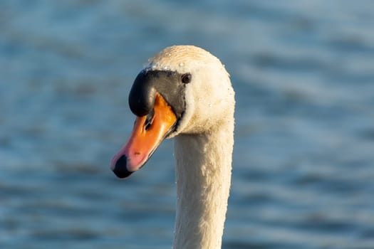Close-up of the head and neck of a white swan, bird portrait