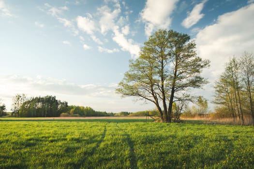 A tree with three trunks growing in a green meadow.