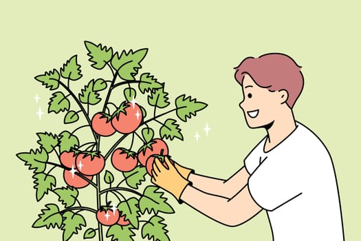 Smiling young man gather tomatoes in garden. Happy male farmer collect crop from bushes at farm. Gardening and agriculture. Vector illustration.