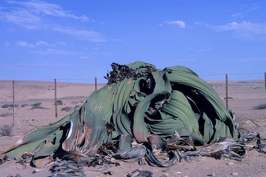Africa, Namibia, Erongo, Namib Naukluft Park, Welwitschia Mirabilis