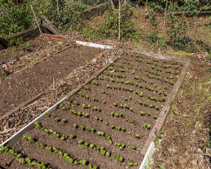 Young coffee plants on a plantation, Bouquete, Panama