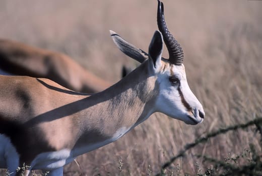 Springbok, (Antidorcas marsupialis), Africa, Namibia, Oshikoto, Etosha National Park