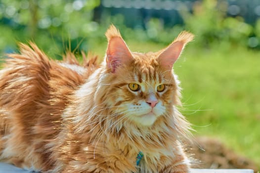 ginger cat looks into the camera close-up, meikun. High quality photo