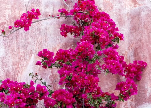 Blooming red bougainvillea flowers in Santorini island.
