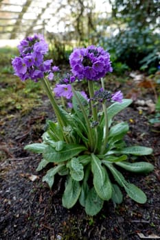 Kugel-Primel (Primula denticulata) - blühende Pflanze im Kurpark, Niedersachsen, Deutschland, Bad Bevensen
