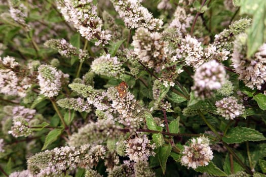 Goldzünsler (Pyrausta aurata) oder Minzenmotte auf einer Minze (Mentha)