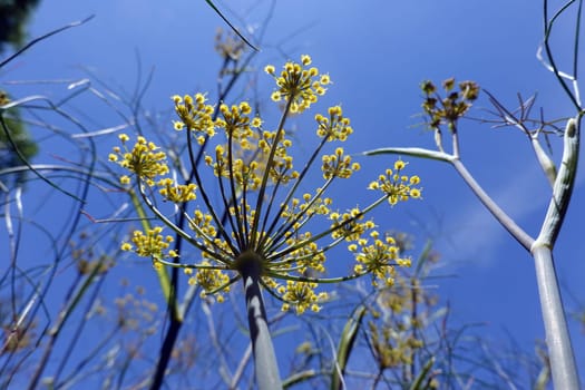Fenchel (Foeniculum vulgare) - Doldenblüten