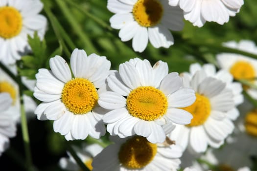 Mutterkraut (Tanacetum parthenium),Falsche Kamille, Zierkamille, Fieberkraut