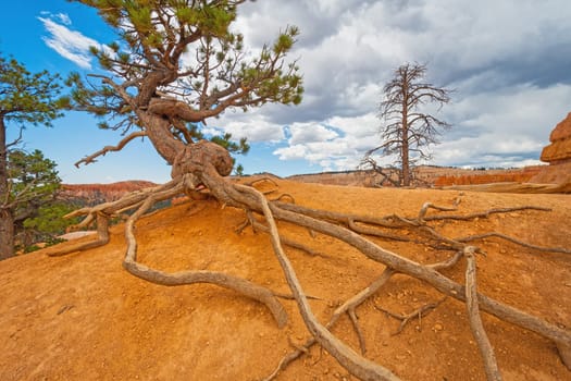 Tree Roots Exposed Due to Erosion in Bryce Canyon National Park in Utah