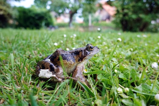 Grasfrosch (Rana temporaria)