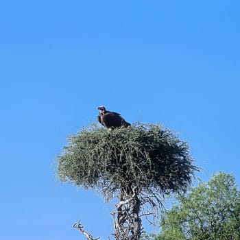 Lappetfaced Volture, (Torgos tracheliotus), Africa, Namibia, Oshikoto, Etosha National Park
