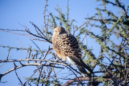 Greater Kestrel, (Falco rupicoloides), Africa, Namibia, Oshikoto, Etosha National Park