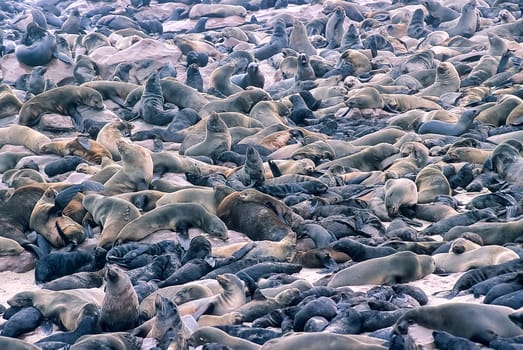 Cape Fur Seal, (Arctocephalus pusillus), Africa, Namibia, Erongo, Cape Cross