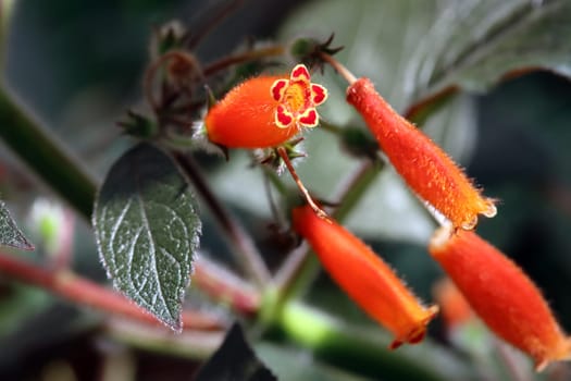 blühende Kohleria tubiflora im botanischen Garten, Nordrhein-Westfalen, Deutschland, Bonn