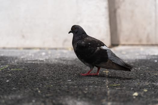 Closeup of gray pigeon bird on a city street.