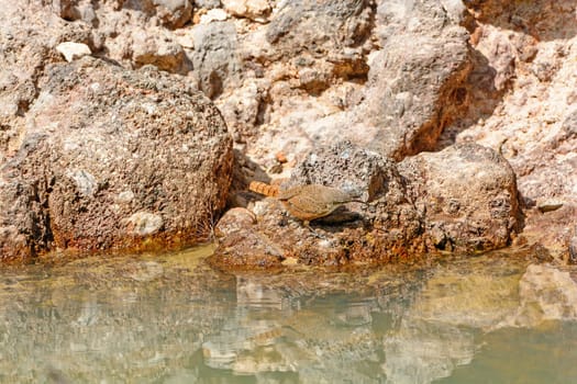 Canyon Wren by a Desert Pool in Big Bend National Park in Texas