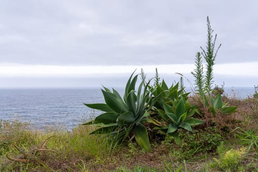 The Landscape on the coast in the Town Seixal on the Island of Madeira in the Atlantic Ocean