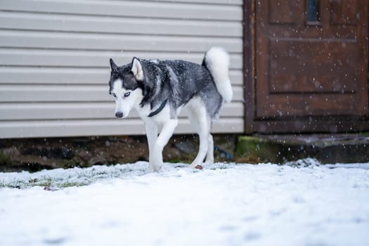 A dog breed Husky walking near the house and looking down