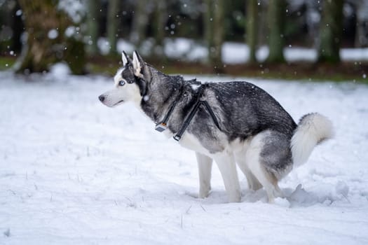 The husky breed dog doing poo in outside