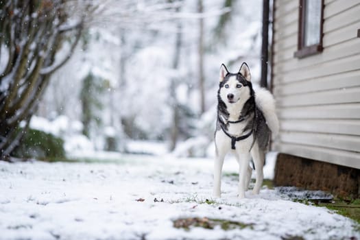 A dog breed Husky stands near the house and looks to me